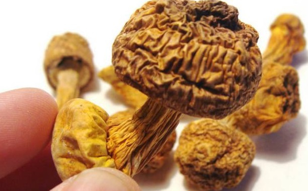 巴西菇、姬松茸烘干機-怎樣烘干色澤好且菇體褶片完整？