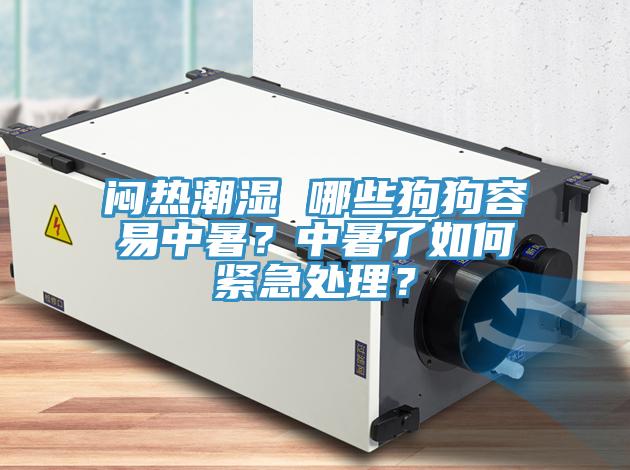 悶熱潮濕 哪些狗狗容易中暑？中暑了如何緊急處理？